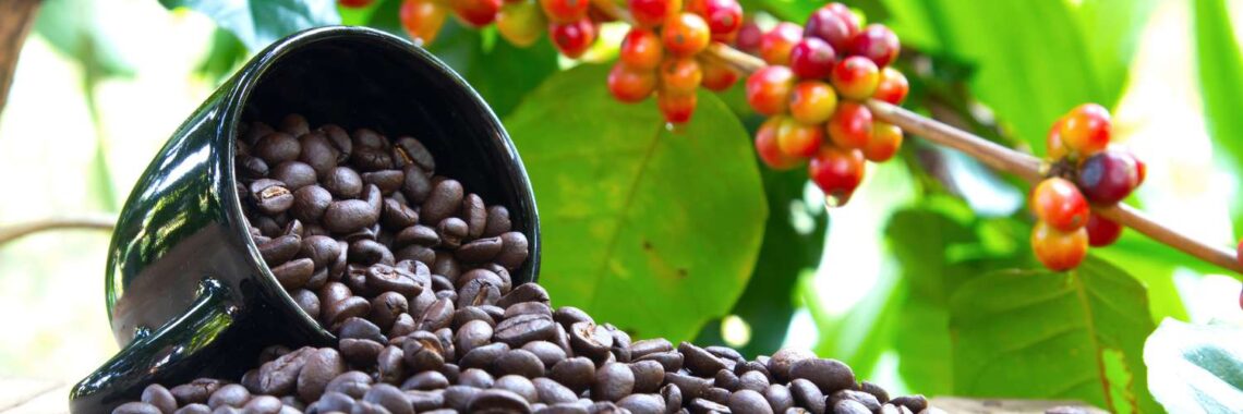 Coffee tree